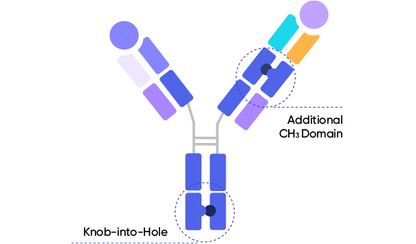 Additional CH3 Domain Knob-into-Hole