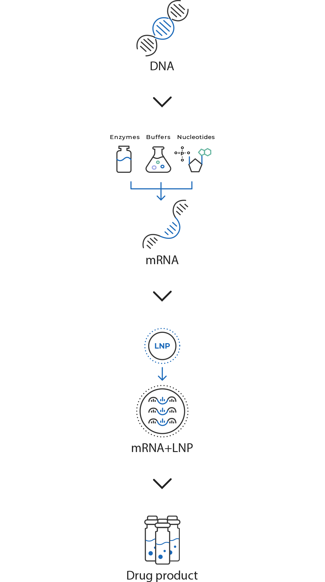 How mRNA vaccines are made image