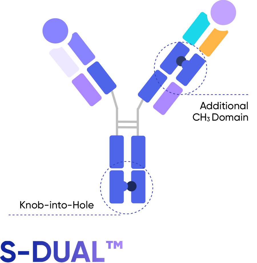 Additional CH3 Domain Knob-into-Hole