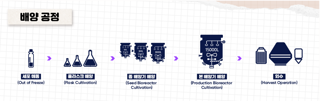 배양공정 - 세포해동(Out of Freeze) / 플라스크 배양(Flask Cultivation) / 종 배양기 배양(Seed Bioreactor Culitvation) / 본 배양기 배양(Production Bioreactor Cultivation) / 회수(Harvest Operation)