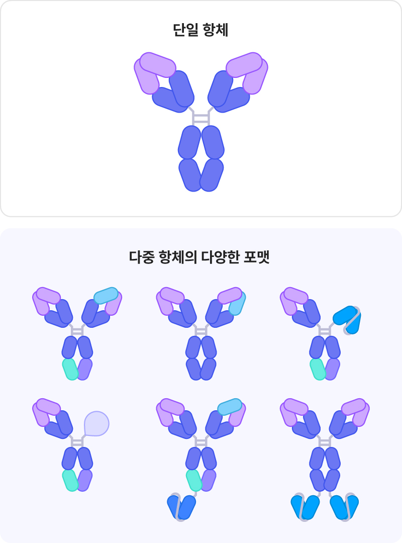 단일항체, 다중항체의 다양한 포맷