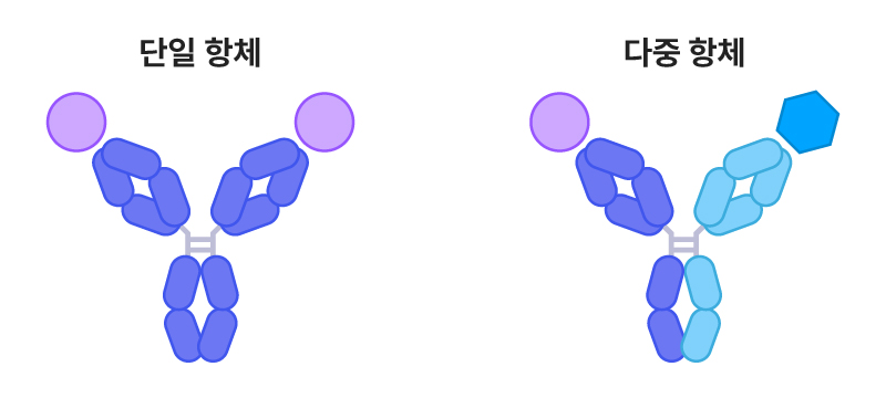 단일항체, 다중항체