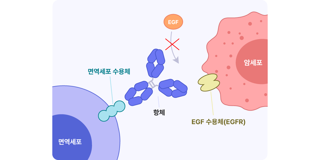 항체가 암세포의 신호(EGF)를 막는 모습
