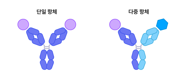 단일항체, 다중항체