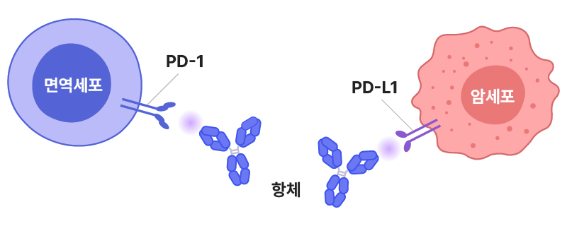 항체가 면역관문단백질(PD-1, PD-L1)을 차단해 면역세포의 공격을 활성화시키는 모습