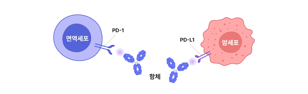 항체가 면역관문단백질(PD-1, PD-L1)을 차단해 면역세포의 공격을 활성화시키는 모습