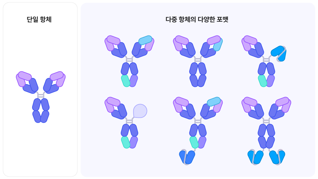 단일항체, 다중 항체의 다양한 포맷