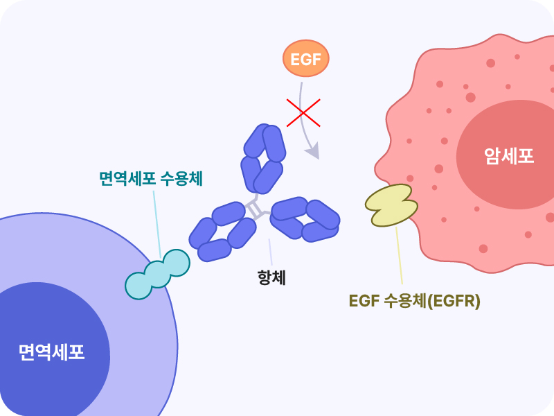 항체가 암세포의 신호(EGF)를 막는 모습