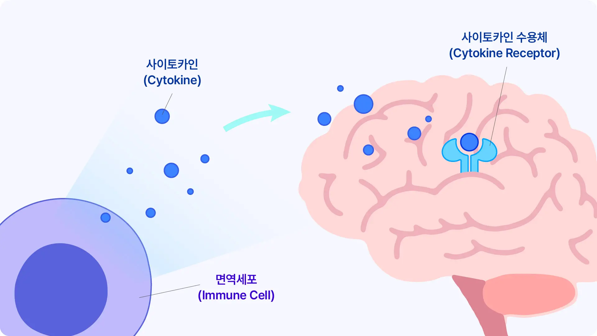 Imagine Neuroimmunology 3