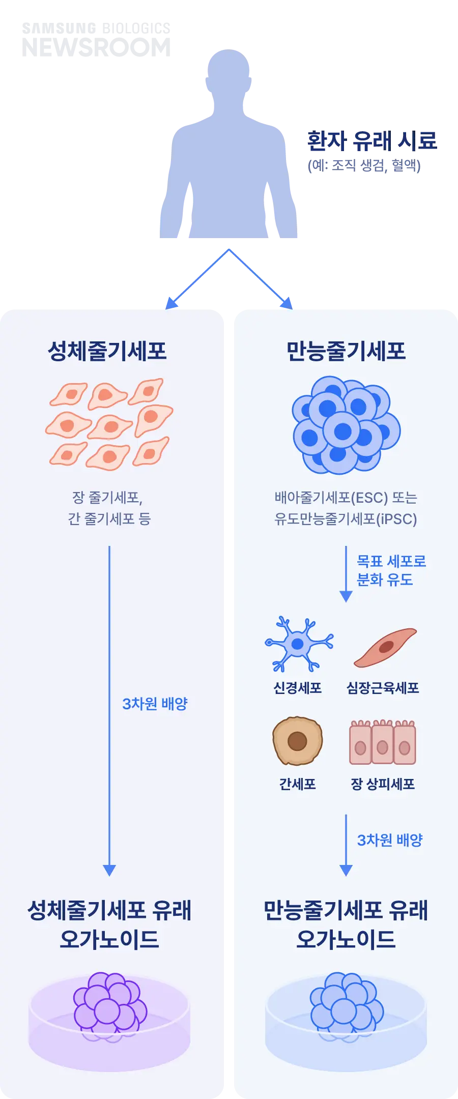 biopharmaceuticals made simple with samsung biologics organoids 3 mobile