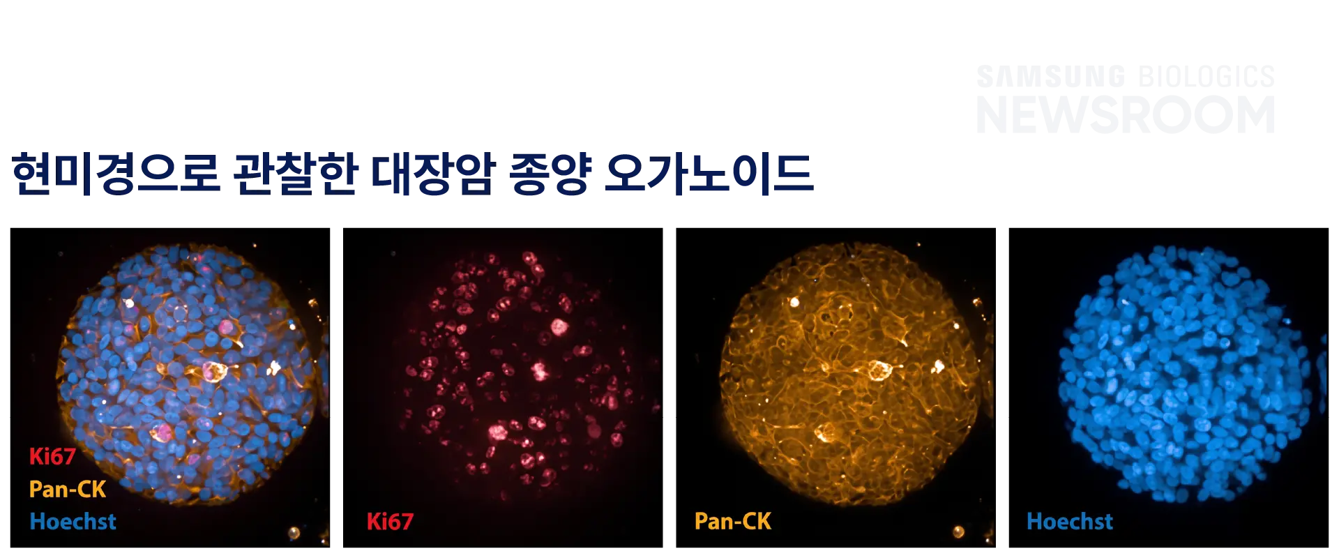 biopharmaceuticals made simple with samsung biologics organoids 4
