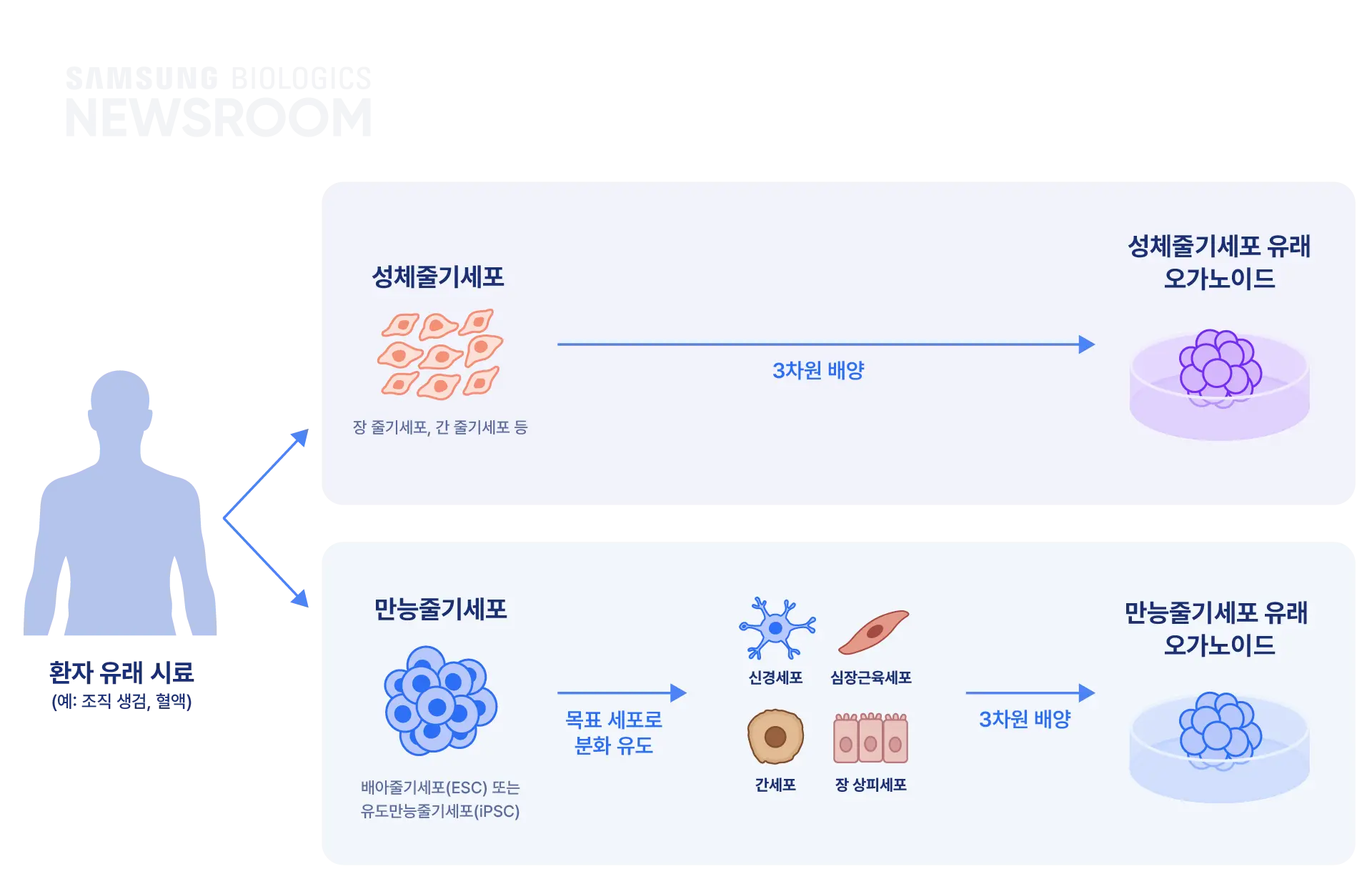 biopharmaceuticals made simple with samsung biologics organoids 3