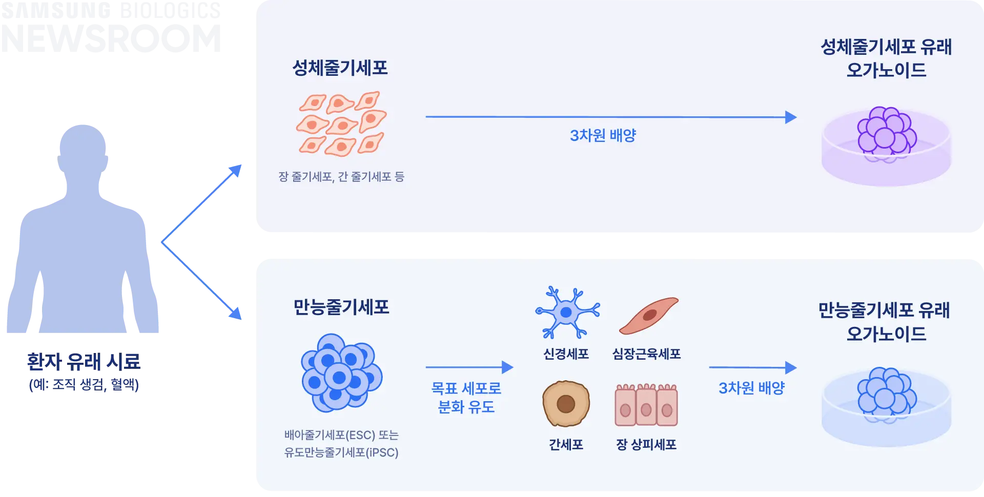 biopharmaceuticals made simple with samsung biologics organoids 3