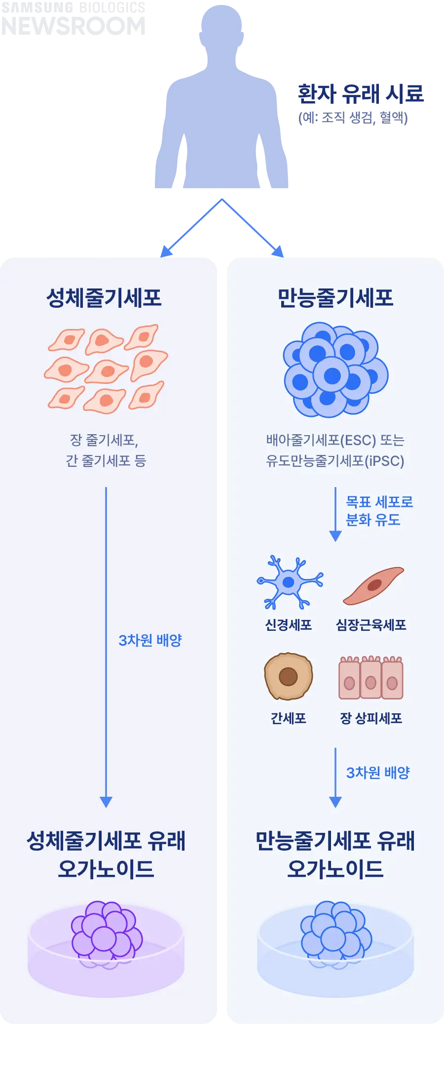 biopharmaceuticals made simple with samsung biologics organoids 3 mobile