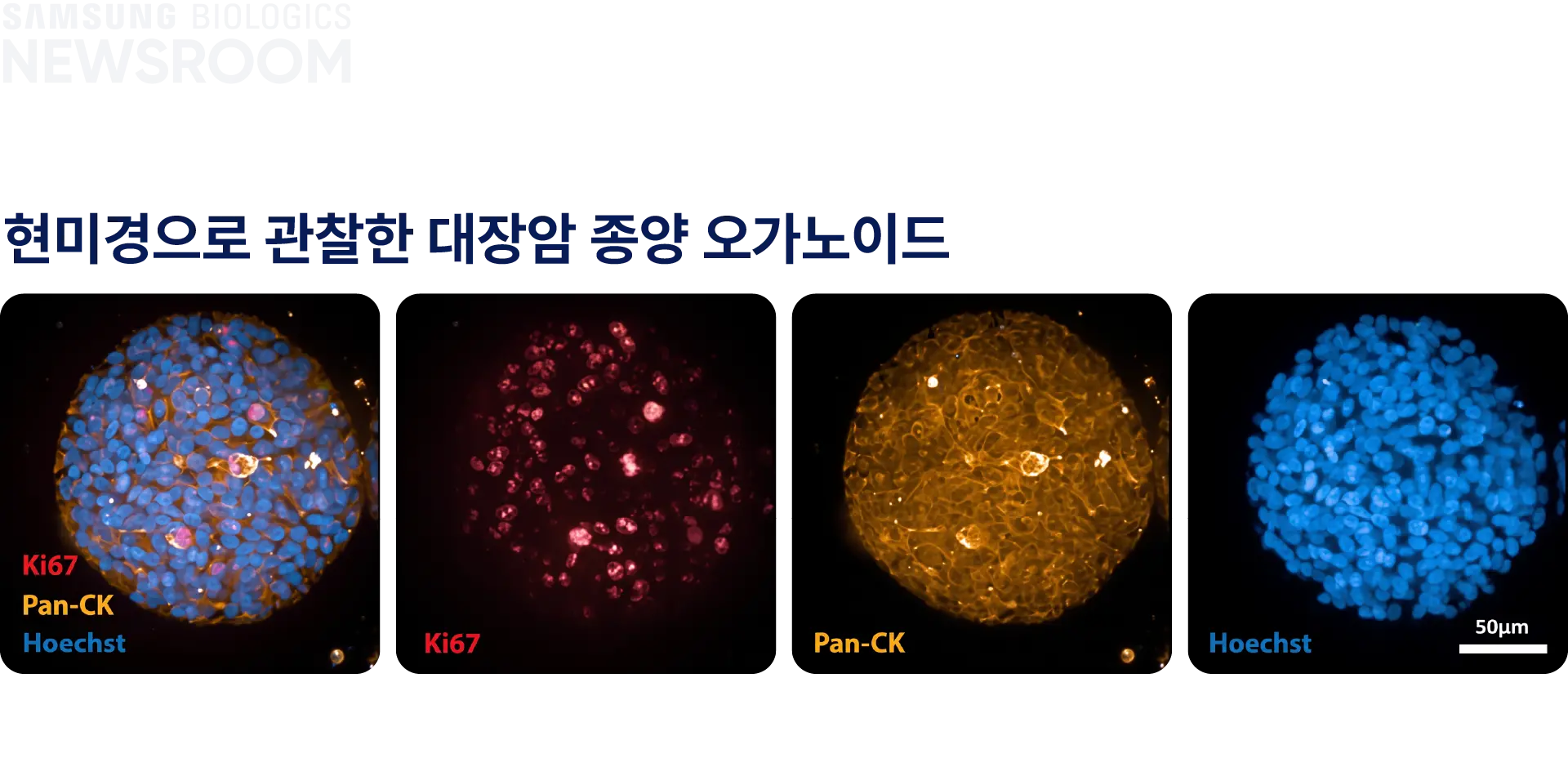 biopharmaceuticals made simple with samsung biologics organoids 4
