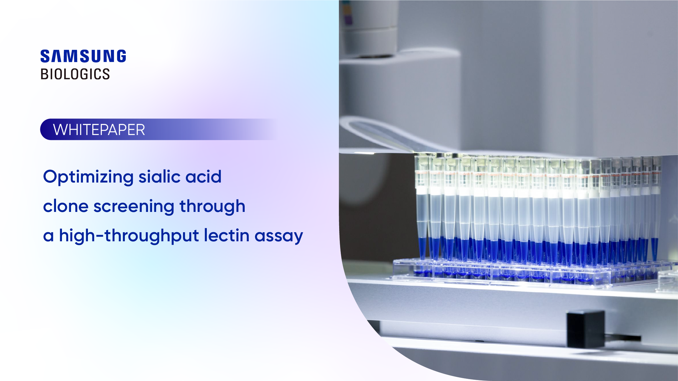 Optimizing sialic acid clone screening through a high throughput lectin assay