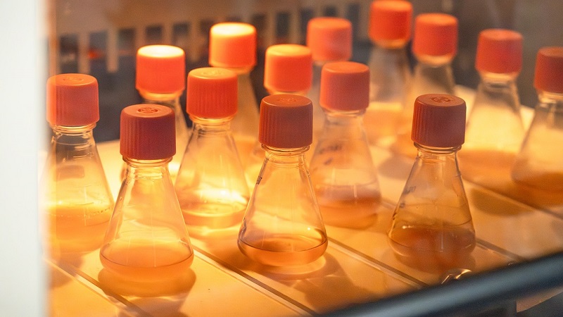 From cell line development to upstream optimization: Enhancing biologics quality and productivity
